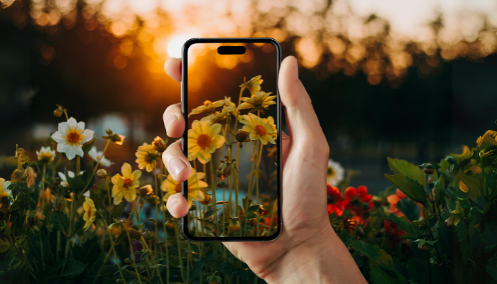 Aplicativos Para Identificar Plantas Pelo Celular