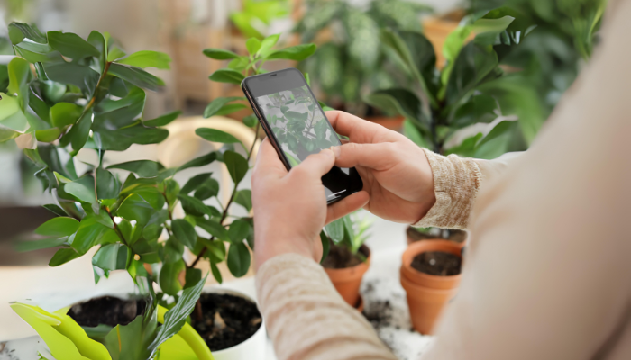 Como Descobrir o Nome de Plantas Pelo Celular