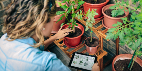 Melhores aplicativos para conhecer as plantas 